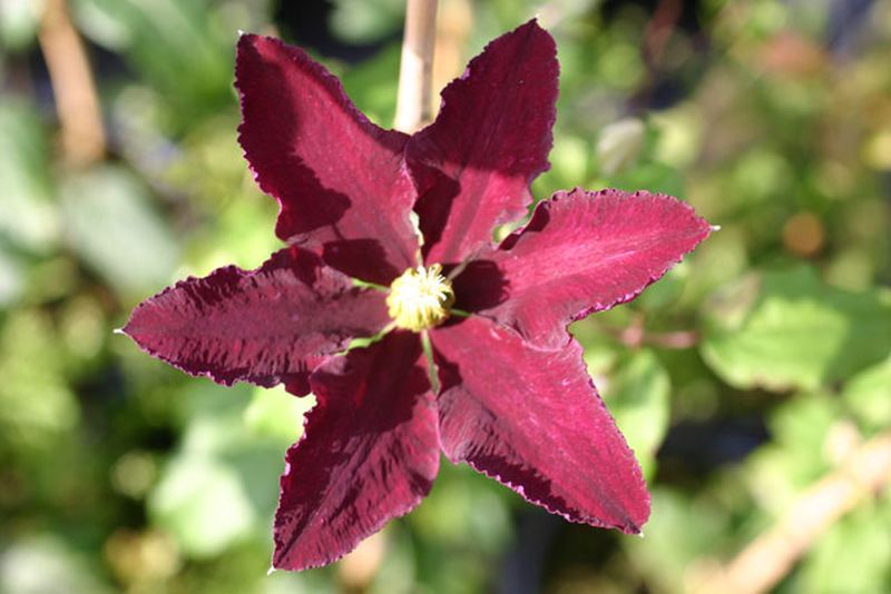 Waldrebe 'Niobe' - Clematis 'Niobe'