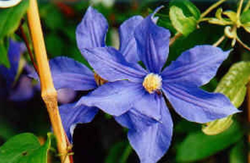 Waldrebe 'Perle d'Azur' - Clematis 'Perle d'Azur'