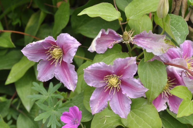 Waldrebe Piilu - Clematis 'Piilu'