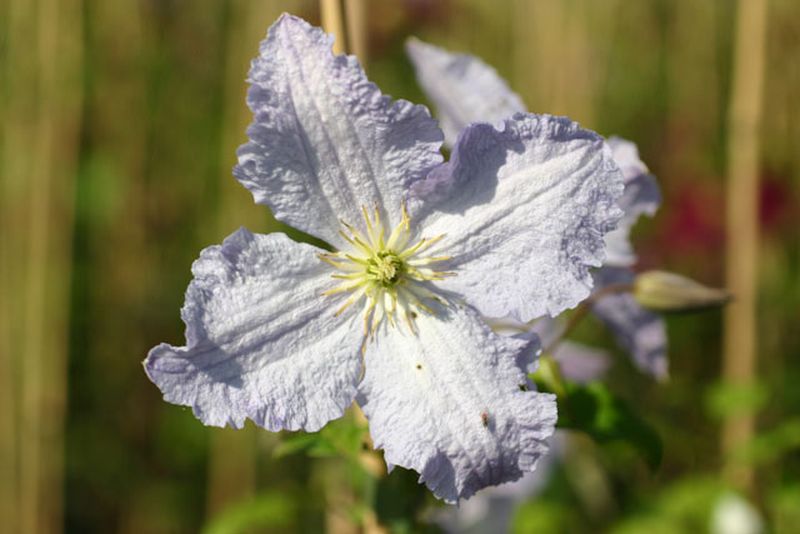 Waldrebe 'Prince Charles' - Clematis viticella 'Prince Charles'