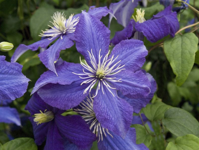 Waldrebe 'Rhapsody' - Clematis 'Rhapsody'