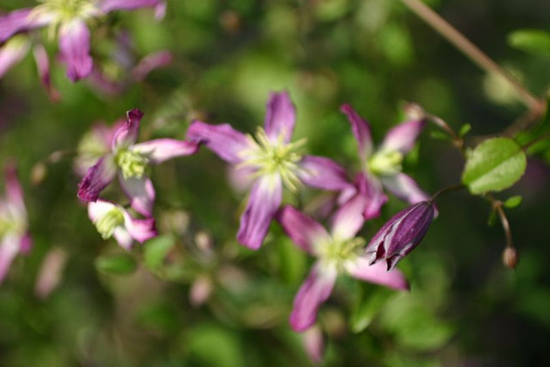 Waldrebe 'Rubromarginata' - Clematis triternata 'Rubromarginata'