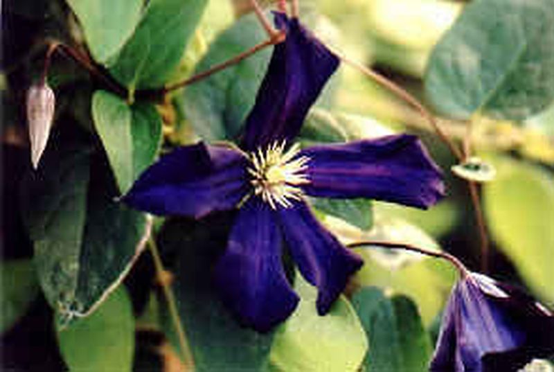 Waldrebe 'The President' - Clematis 'The President'