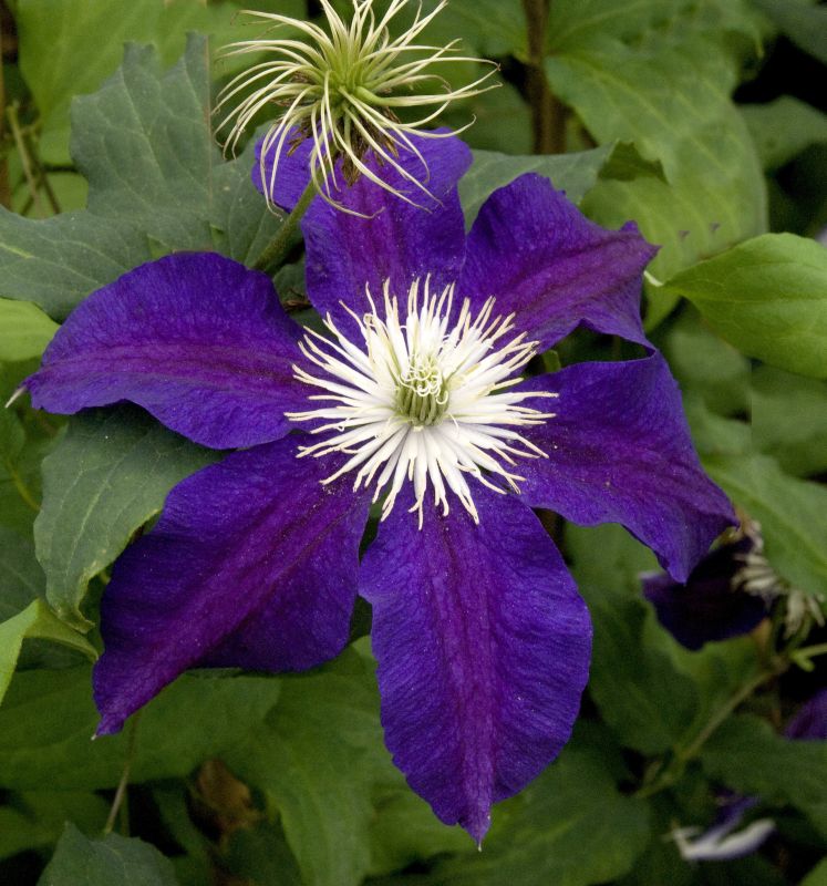 Waldrebe 'The Vagabond' - Clematis 'The Vagabond'