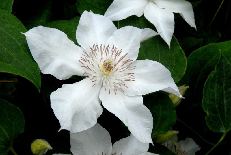 Waldrebe 'Valge Daam' - Clematis 'Valge Daam'