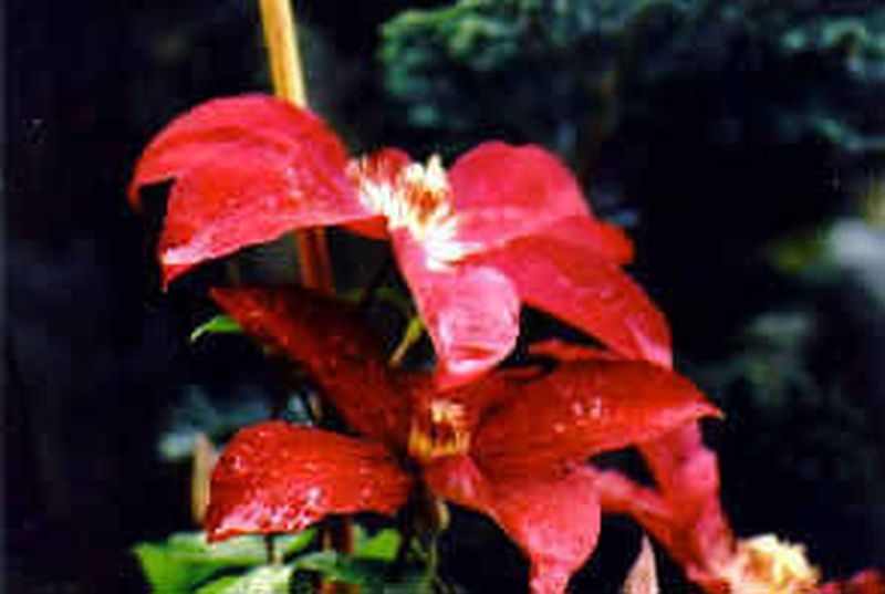 Waldrebe 'Ville de Lyon' - Clematis 'Ville de Lyon'