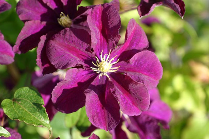 Waldrebe 'Warszawska Nike' - Clematis 'Warszawska Nike'