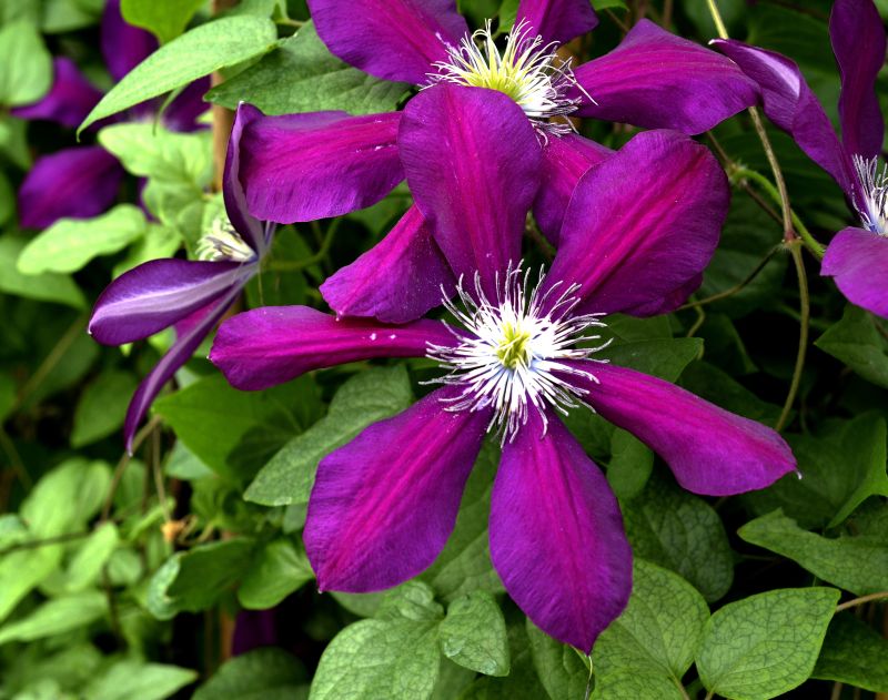Waldrebe 'Westerplatte' - Clematis 'Westerplatte'