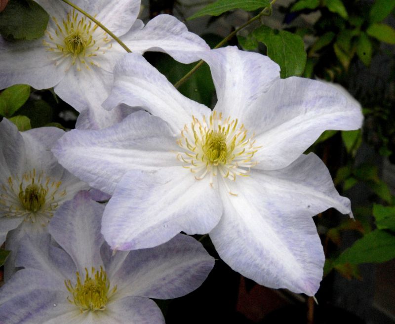 Waldrebe 'Yukikomachi' - Clematis 'Yukikomachi'