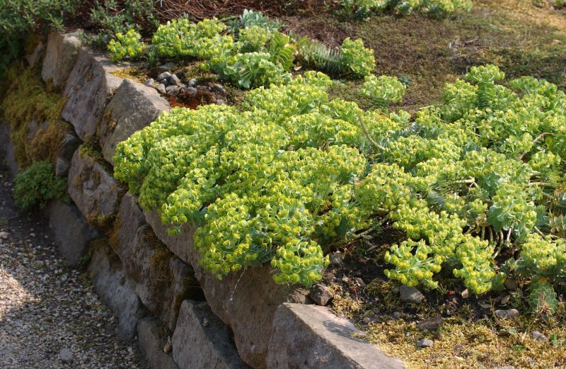 Walzen-Wolfsmilch - Euphorbia myrsinites