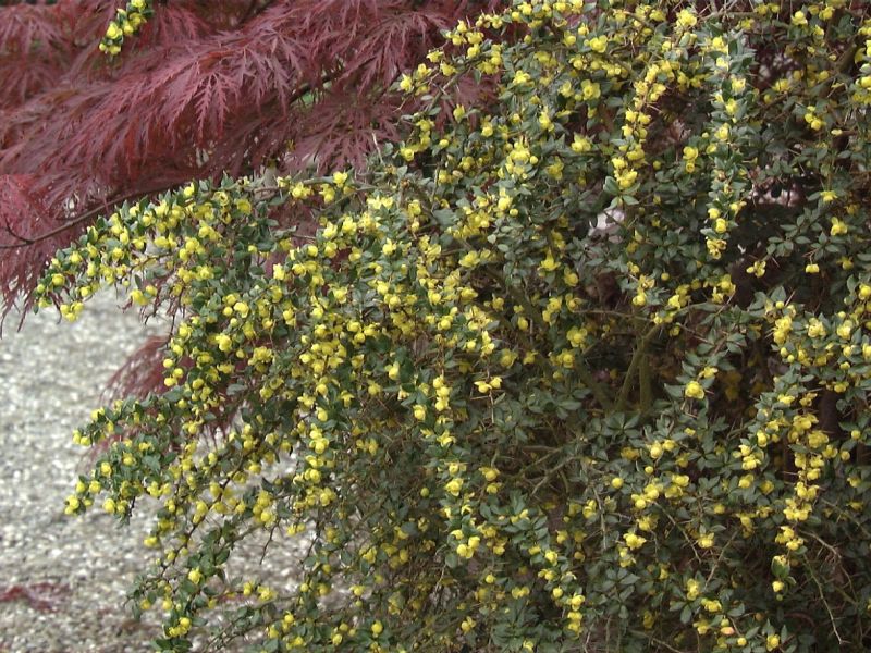 Warzenberberitze - Berberis verruculosa