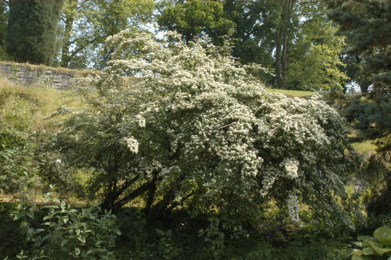 Weidenblättrige Hängemispel - Cotoneaster salicifolius floccosus