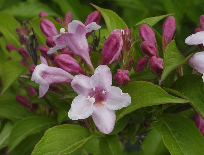 Weigelie 'Boskoop Glory' - Weigela 'Boskoop Glory'