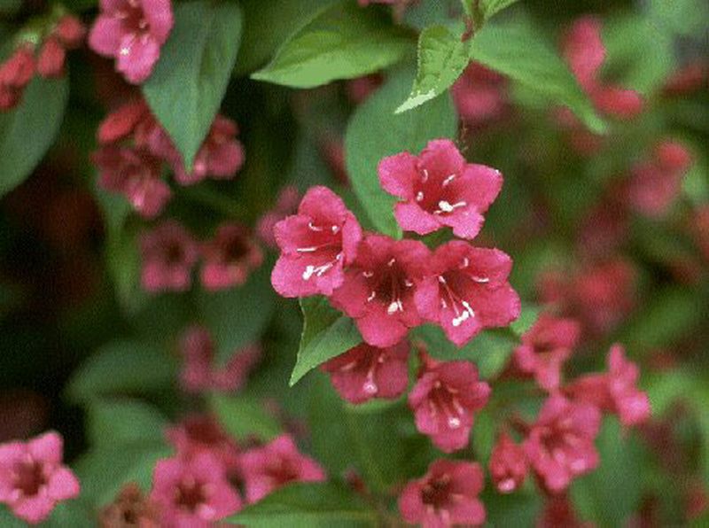 Weigelie 'Bristol Ruby' - Weigela 'Bristol Ruby'