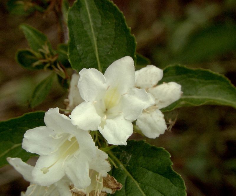 Weigelie 'Candida' - Weigela 'Candida'