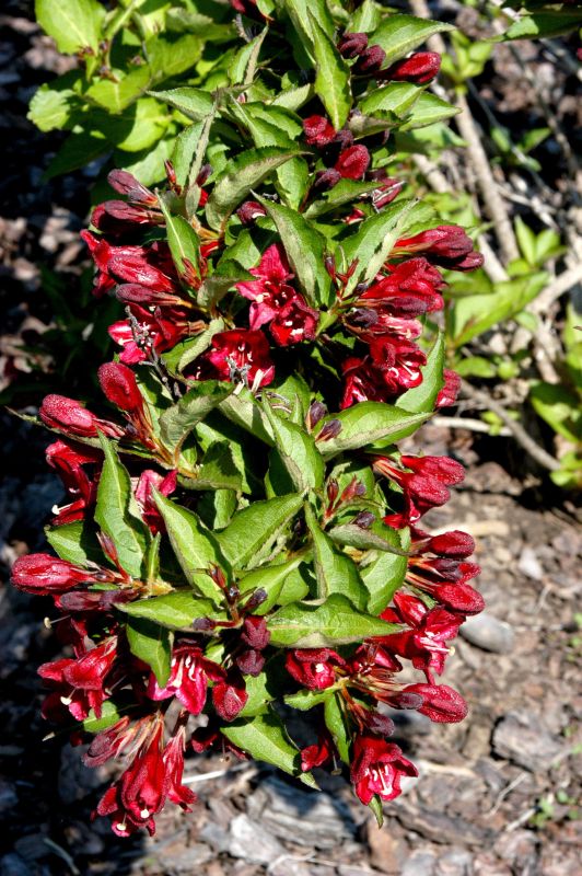 Weigelie 'Lucifer' ® - Weigela 'Lucifer' ®