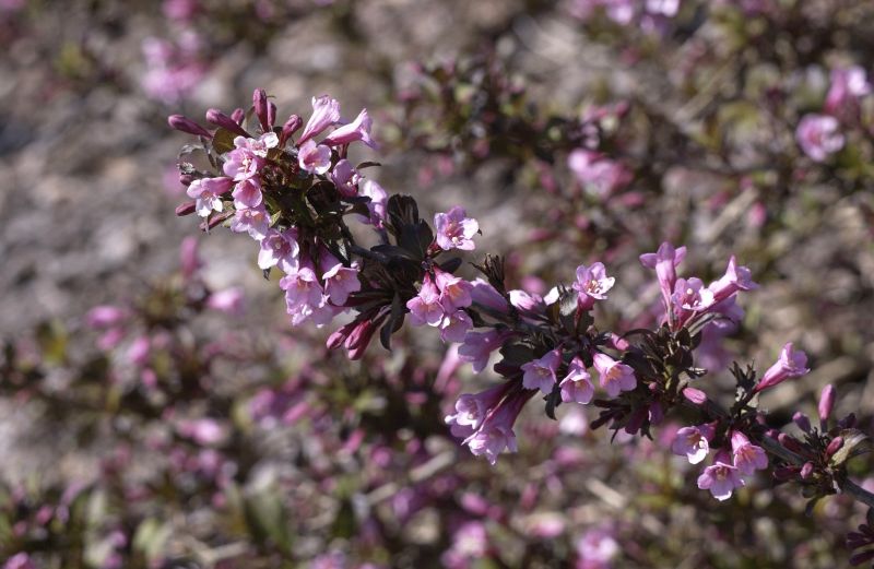 Weigelie 'Purpurea' - Weigela florida 'Purpurea'