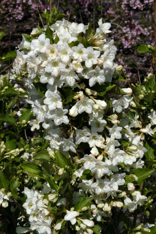 Weigelie 'Snowflake' - Weigela 'Snowflake'