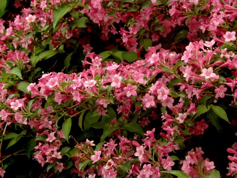 Weigelie 'Styriaca' - Weigela 'Styriaca'