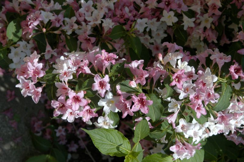Weigelie 'Variegata' - Weigela florida 'Variegata'