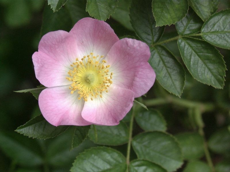 Wein-Rose - Rosa rubiginosa