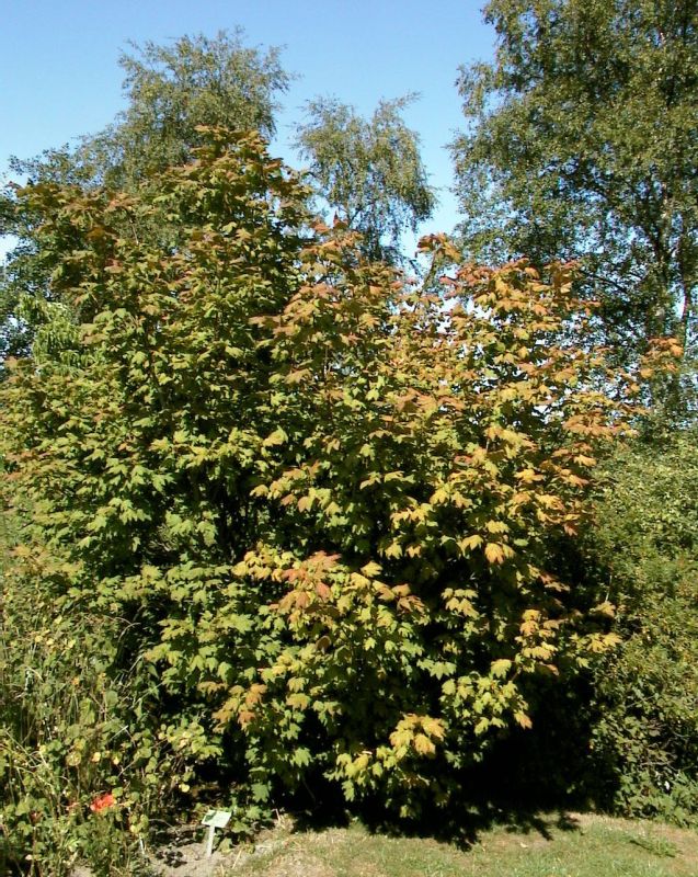 Weinahorn - Acer circinatum