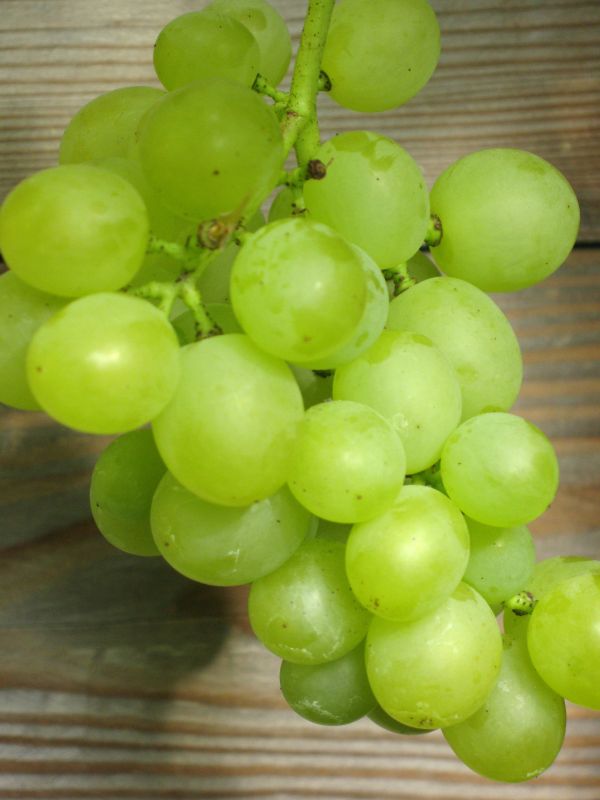 Weintraube 'Bianca' - Vitis 'Bianca'