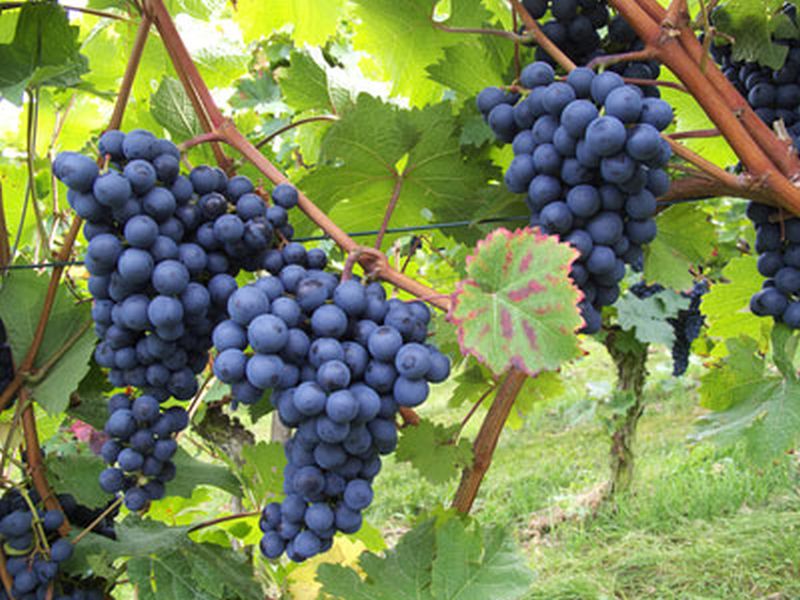 Weintraube 'Blauer Burgunder' -S- - Vitis 'Blauer Burgunder' -S-