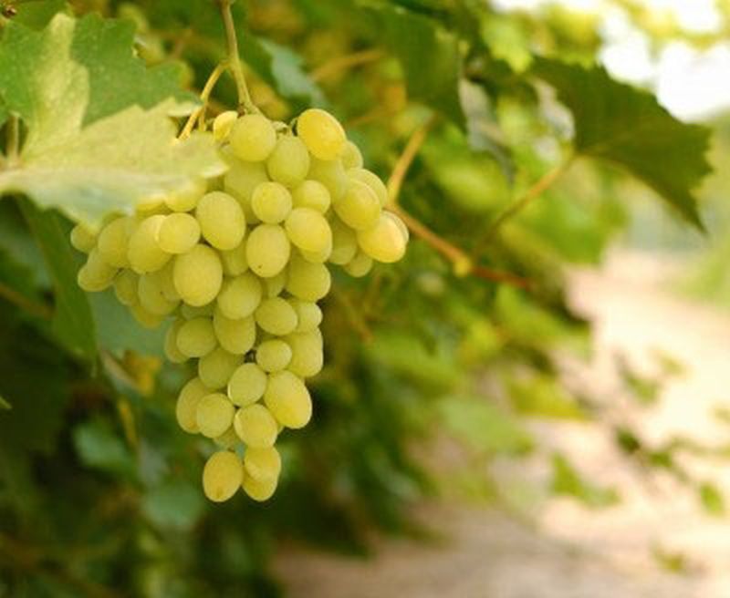 Weintraube 'Müller-Thurgau' -S- - Vitis 'Müller-Thurgau' -S-
