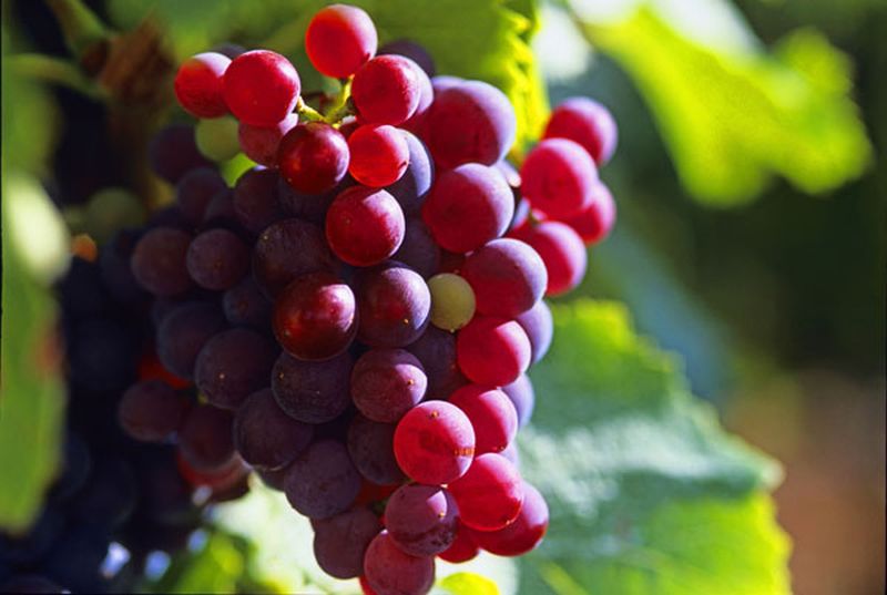 Weintraube 'Roter Gutedel' - Vitis 'Roter Gutedel'
