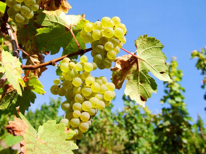 Weintraube 'Weißer Gutedel' -S- - Vitis 'Weißer Gutedel' -S-