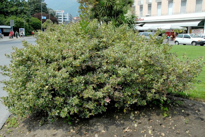 Weißbunte Stechpalme 'Argentea Marginata' - Ilex aquifolium 'Argentea Marginata'