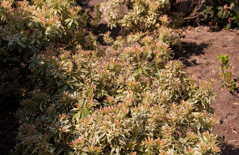 Weißbuntes Schattenglöckchen - Pieris japonica 'Variegata'