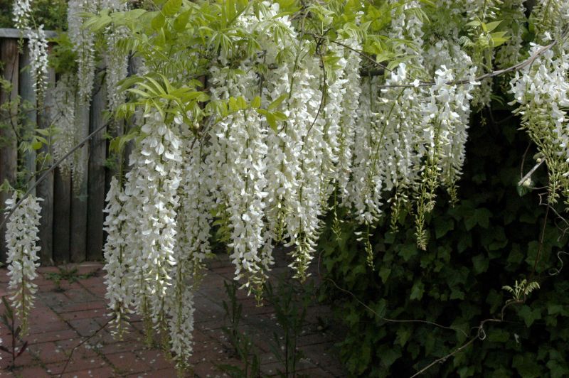 Weißer Chinesischer Blauregen - Wisteria sinensis 'Alba'