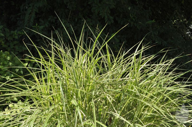 Weißgestreifter Garten-Chinaschilf - Miscanthus sinensis 'Variegatus'