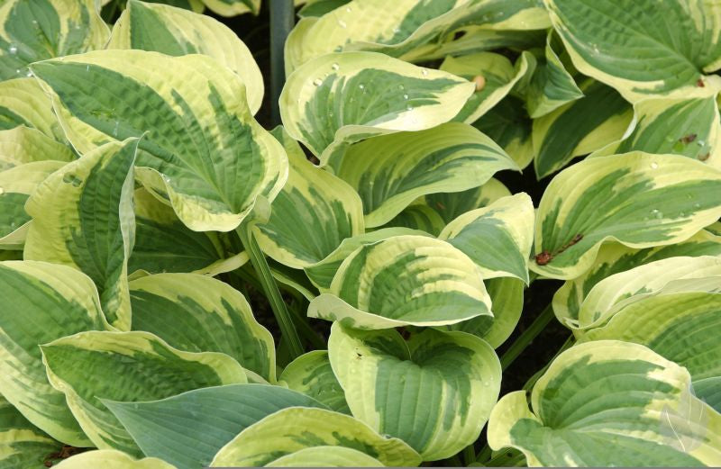 Weißrandige Garten-Funkie - Hosta sieboldiana 'Wide Brim'