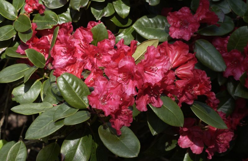 Williams.-Rhododendron 'Tromba' - Rhododendron williams.'Tromba'