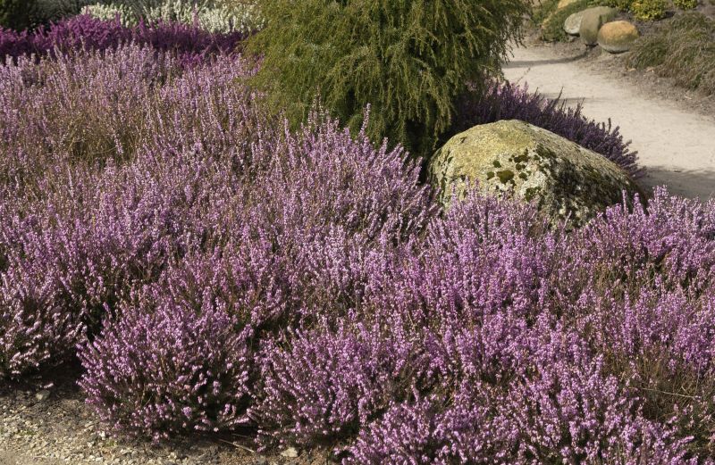 Winterblühende Heide 'Darley Dale' - Erica x darleyensis 'Darley Dale'