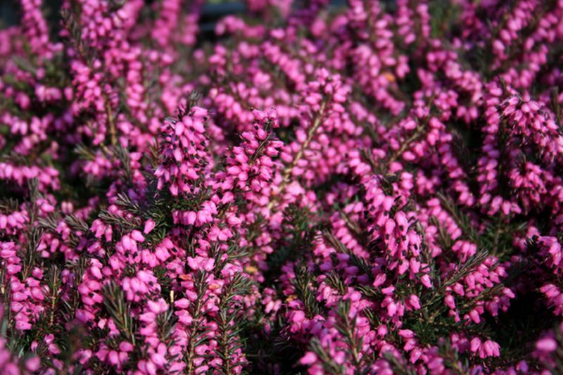 Winterblühende Heide 'Kramer's Rote' - Erica x darleyensis 'Kramer's Rote'