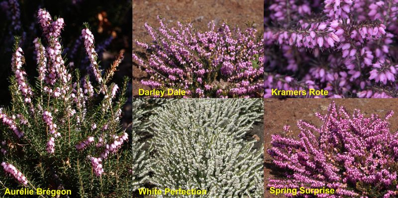 Winterblühende Heide in Sorten - Erica x darleyensis in Sorten