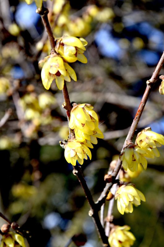 Winterblüte - Chimonanthus praecox