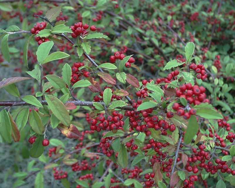 Wintergrüne Baummispel 'Cornubia' - Cotoneaster watereri 'Cornubia'