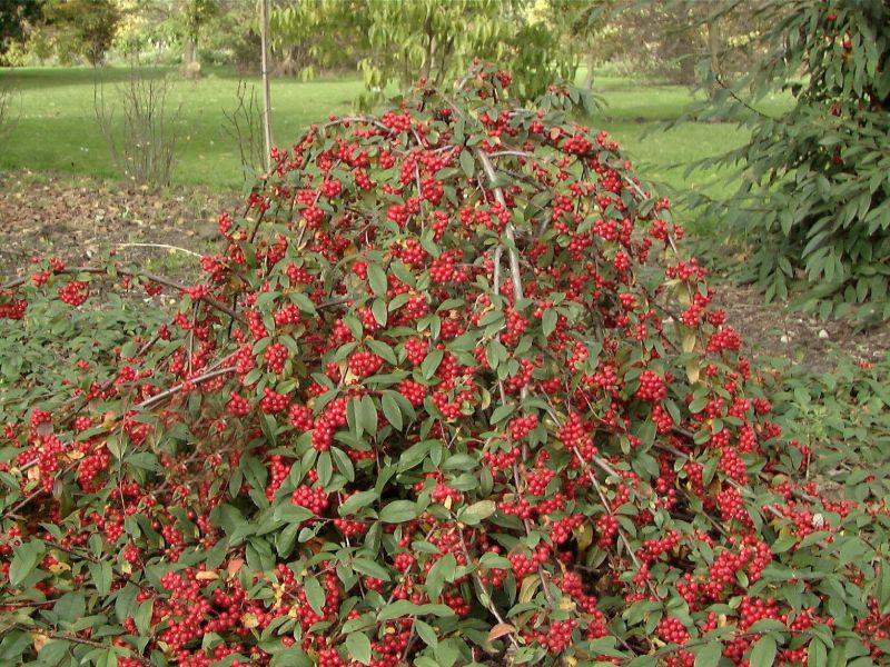 Wintergrüne Hängemispel - Cotoneaster watereri 'Pendulus'