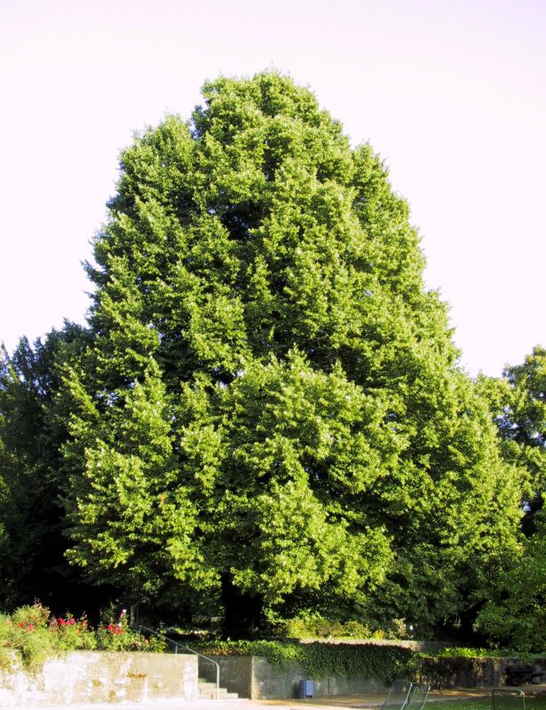 Winterlinde - Tilia cordata
