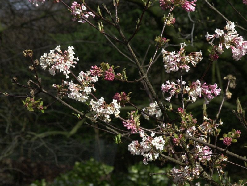 Winterschneeball 'Charles Lamont' - Viburnum bodnantense 'Charles Lamont'