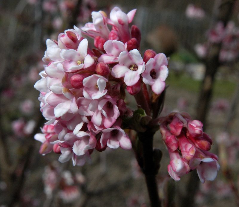 Winterschneeball 'Dawn' - Viburnum bodnantense 'Dawn'
