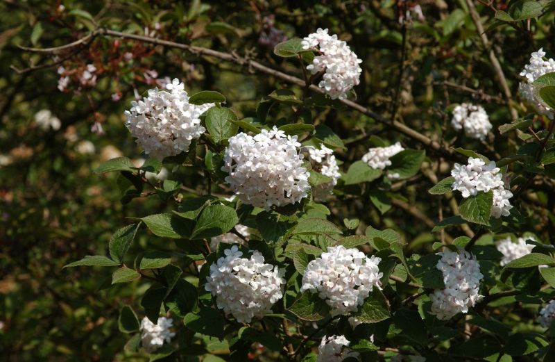 Wohlriechender Schneeball 'Aurora' - Viburnum carlesii 'Aurora'