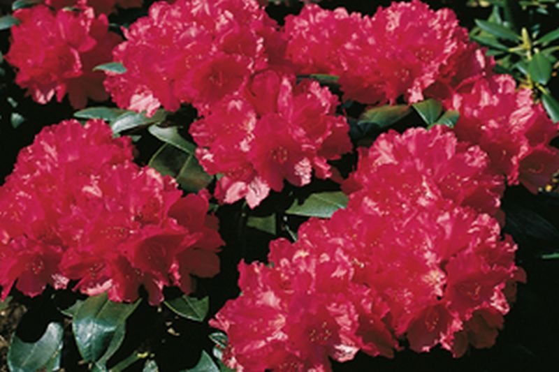 Yaku-Rhododendron 'Astrid' ® - Rhododendron yakushimanum 'Astrid' ®