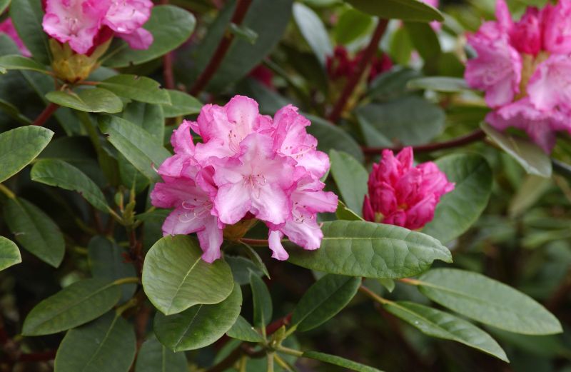 Yaku-Rhododendron 'Blurettia' - Rhododendron yak.'Blurettia'