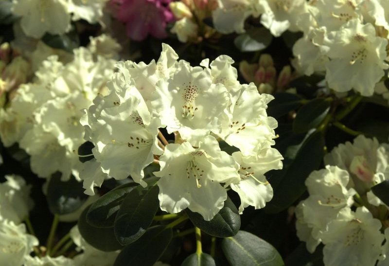 Yaku-Rhododendron 'Marietta' - Rhododendron yakushimanum 'Marietta'